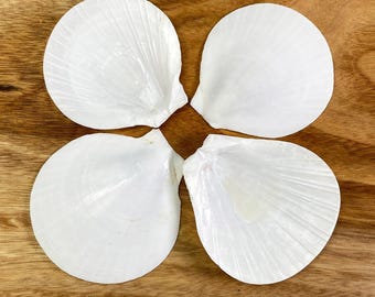 White Sun and Moon Scallop half 10 pack