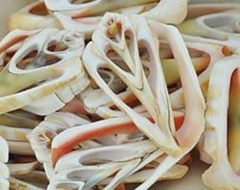 Strombus Luhuanus centre cut 10 pack