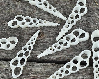 Turritella duplicata white centre cut 10 pack