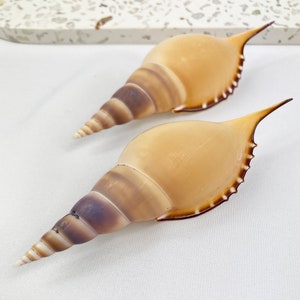 May include: Two beige and brown seashells with a spiral design and pointed ends. The shells have a smooth texture and are set against a white background. The shells are a natural product.
