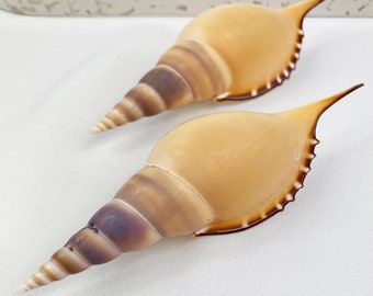 Tibia Martini Spindle shell