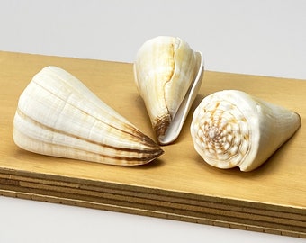 Heavy Ivory White Cone (Conus Virgo) shell