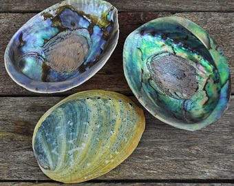 Haliotis Iris Natural Paua Abalone Shell