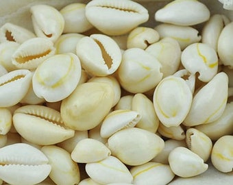 Cypraea annulus cream white 10 pack