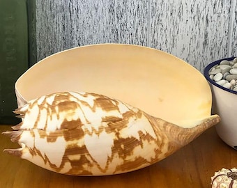 Melo Amphora Baler Shell