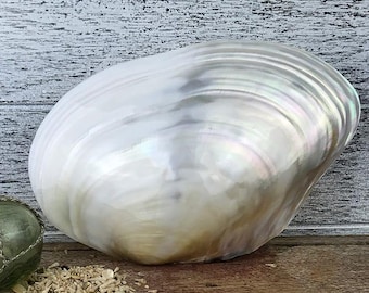 Mussel giant white pearled half large