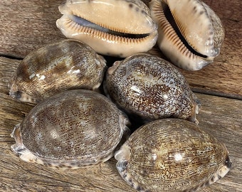 Cypraea Arabica