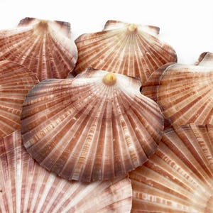 Australian Scallop (Pecten fumatus) flat half