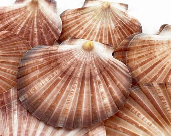 Australian Scallop (Pecten fumatus) flat half