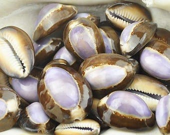 Cypraea caputserpentis purple top 10 pack