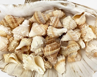 Melongena Conch Cream and Brown shells bulk