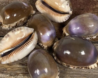 Cowrie Brown with Purple Flash