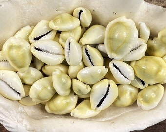 Cypraea Moneta 10 pack