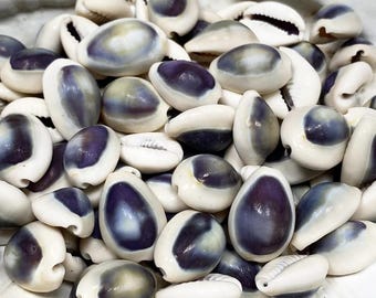 Cypraea annulus purple top 10 pack