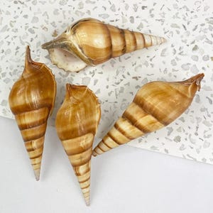 Tibia Curta Spindle shell 5 pack
