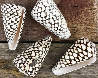 Black Cone (Conus Marmoreus) shell with white triangle