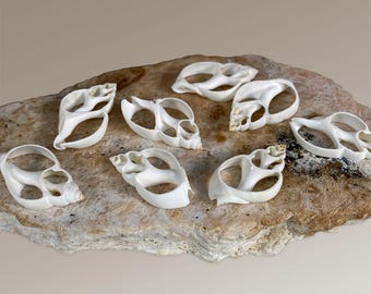 Babylonia Zeylanica White centre cut 10 pack