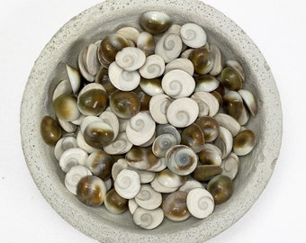 Small Catseye (Shiva) Shells Natural 50 pack