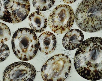Polished Limpets (Patella testudinaria) 5 pack