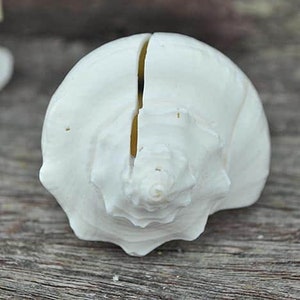 May include: A white seashell with a split opening, ideal for holding a place card or small gift.