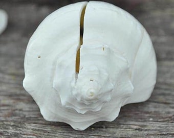 Shell place card holder mixed white
