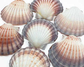 Australian Scallop (Pecten fumatus) deep half