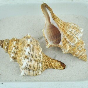 May include: Two large, textured seashells with a beige and brown striped pattern. The shells are lying on a bed of white sand, showcasing their intricate spiral shapes and natural colours. The shells are a natural home decor item.