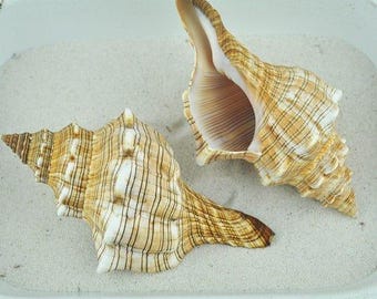 Trapezium shell