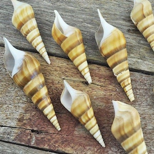 May include: A collection of cone-shaped seashells, featuring brown and cream stripes, are displayed on a weathered wooden surface. The shells have a spiral design and a pointed end, with a white interior.