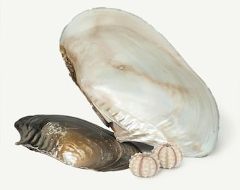 Mussel Giant Natural half large