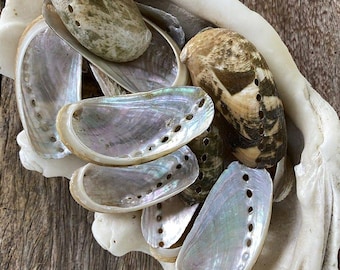 Haliotis Asinina Natural with pearled inside bulk Abalone Shells