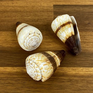 May include: Three cone-shaped seashells with cream, brown, and tan stripes. The shells are arranged on a wooden surface, showcasing their spiral patterns and natural textures. The shells have a smooth, polished appearance.