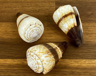 Brown White Cream Banded Cone (Conus Miles) shell