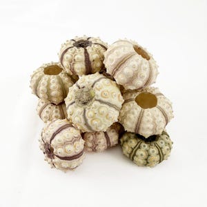 Sea Urchin Sputnik 3 pack
