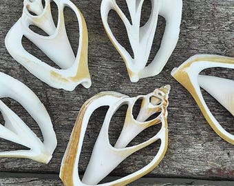 Strombus canarium centre cut 10 pack
