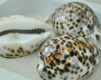 Cypraea tigris