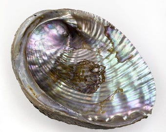 Haliotis Fulgens Natural Abalone Shell