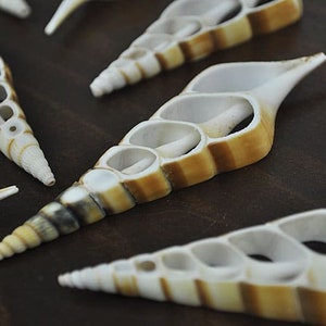 May include: A collection of five seashells with a unique, open-work design. The shells are white with brown stripes and have a glossy finish.