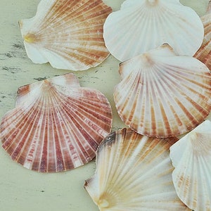 Australian Scallop (Pecten fumatus) flat half