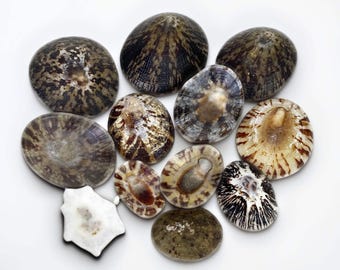 Natural Black Limpets (Patella testudinaria) 20 pack