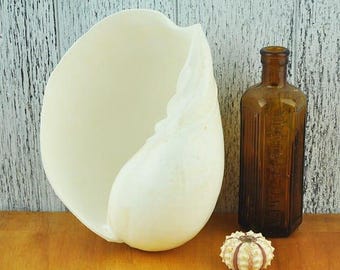 Melo White Baler Shell