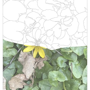 以下が含まれることがあります： 画像の中央に、5枚の花びらと緑色の芯を持つ黄色の花が1輪、部分的に見えています。花は緑の葉と茶色の葉に囲まれています。