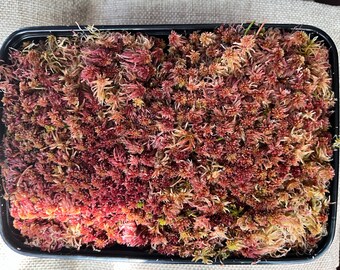 RARE Live Red Sphagnum Moss for Terrariums, Orchids, Isopods, Plants - Fresh - Organic - Natural Color