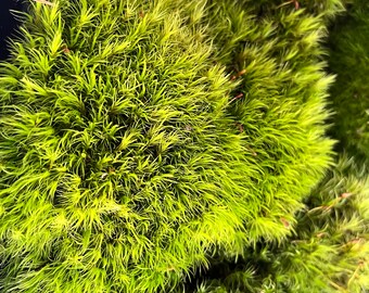 Fresh Fairy Moss Mix Variety- Terrarium Plants for Fairy Gardens, Terrariums, Vivariums, and more