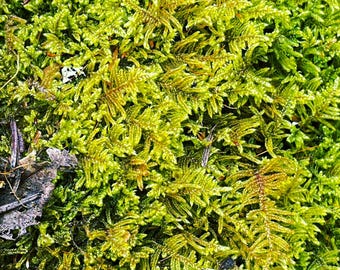 Live Brocade Moss | Hypnum Imponens | Terrarium, Vivarium, Bioactive | Hand-Cleaned Maine Coastal Moss