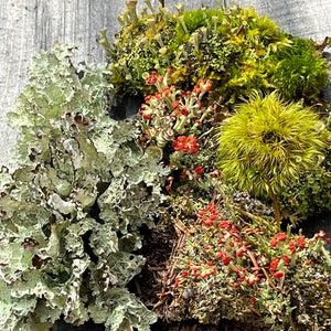 May include: A close-up of various types of moss and lichen. The image features a variety of textures and colors, including green, yellow, and red. The moss and lichen are arranged on a weathered wooden surface.