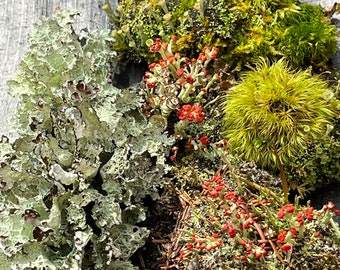 Live Lichen/Moss Variety - Terrarium Plants for Fairy Gardens, Terrariums, Zen Gardens, Vivariums and more