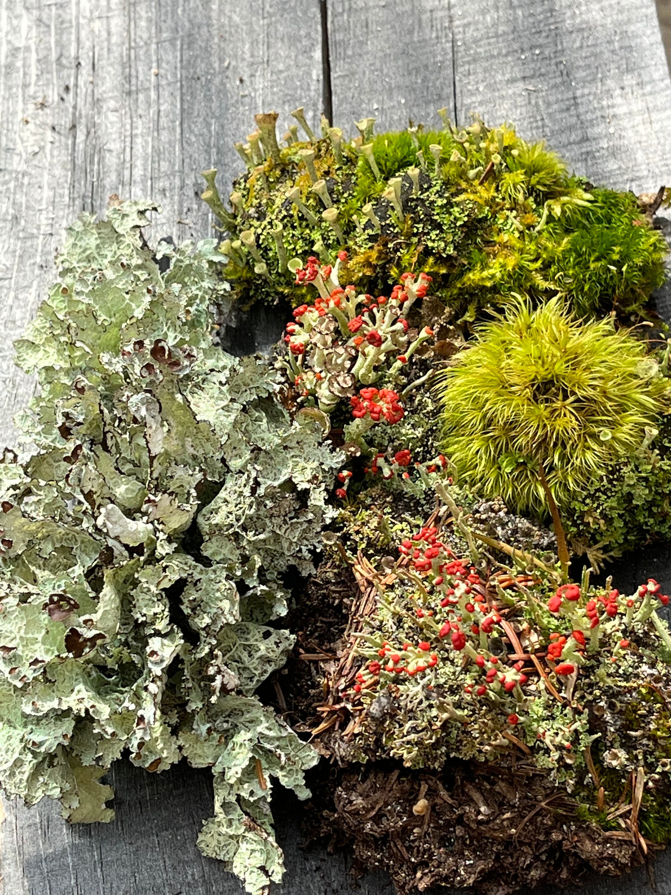 Jumbo Maine Moss Lichen Mix | Wild-harvested Terrarium Vivarium