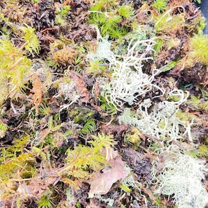 May include: Close-up of a mix of natural mosses and lichens. The image shows a variety of textures and colors, including vibrant green, brown, and white. The composition suggests a natural, organic theme, possibly for terrarium or craft use.
