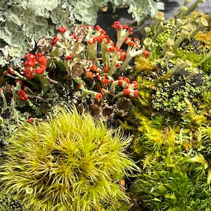 Live Maine Moss & Lichen Variety Mix | Hand-Picked Terrarium Plants | Isopod Enrichment | Vivarium | Bioactive